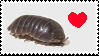 isopod