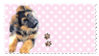 cute dog