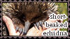 short-beaked echidna