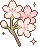 cherry blossom branch