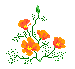 orange flowers