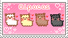 alpacas