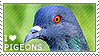 i love pigeons
