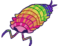 rainbow isopod