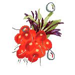 old salmonberry