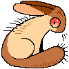prickly hare