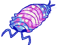 trans isopod