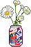 daisy