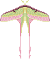 actias dubernardi