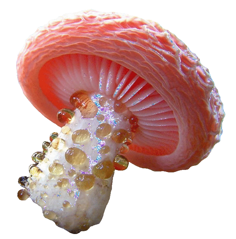 mushroom