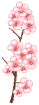 cherry blossom branch