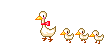 ducks